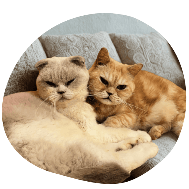 特別大使 Big B 和 Shelby